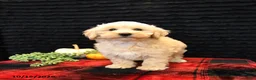 Maltipoo dogs for sale: Lane - Ad 3