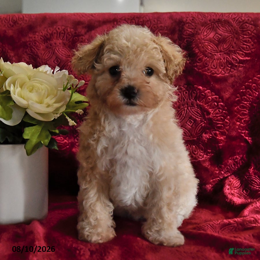 Maltipoo dogs Sandra - Ad 1