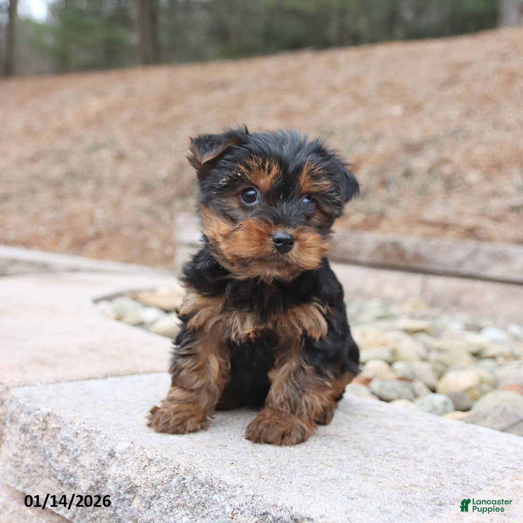 Yorkshire Terrier dogs for sale: Dash - Ad 2