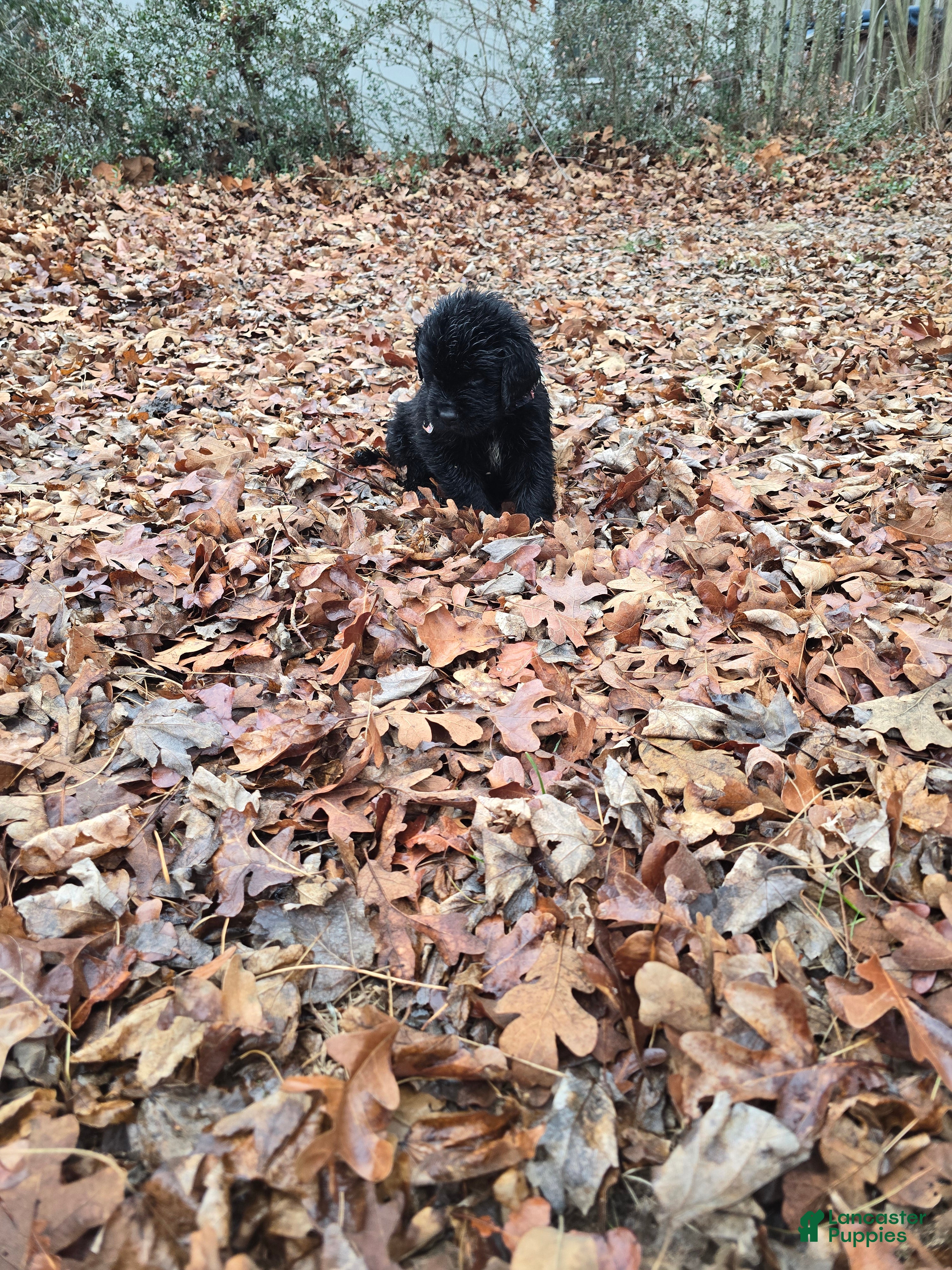 Newfoundland dogs Newfoundland Puppy 2 - Ad 4