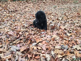 Newfoundland dogs Newfoundland Puppy 2 - Ad 4