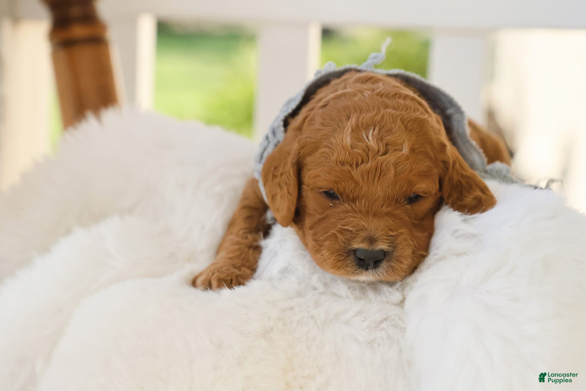 Goldendoodle dogs Ranger - Ad 1