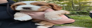 Nibbler