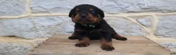 Rottweiler dogs for sale: Bardof - Ad 3