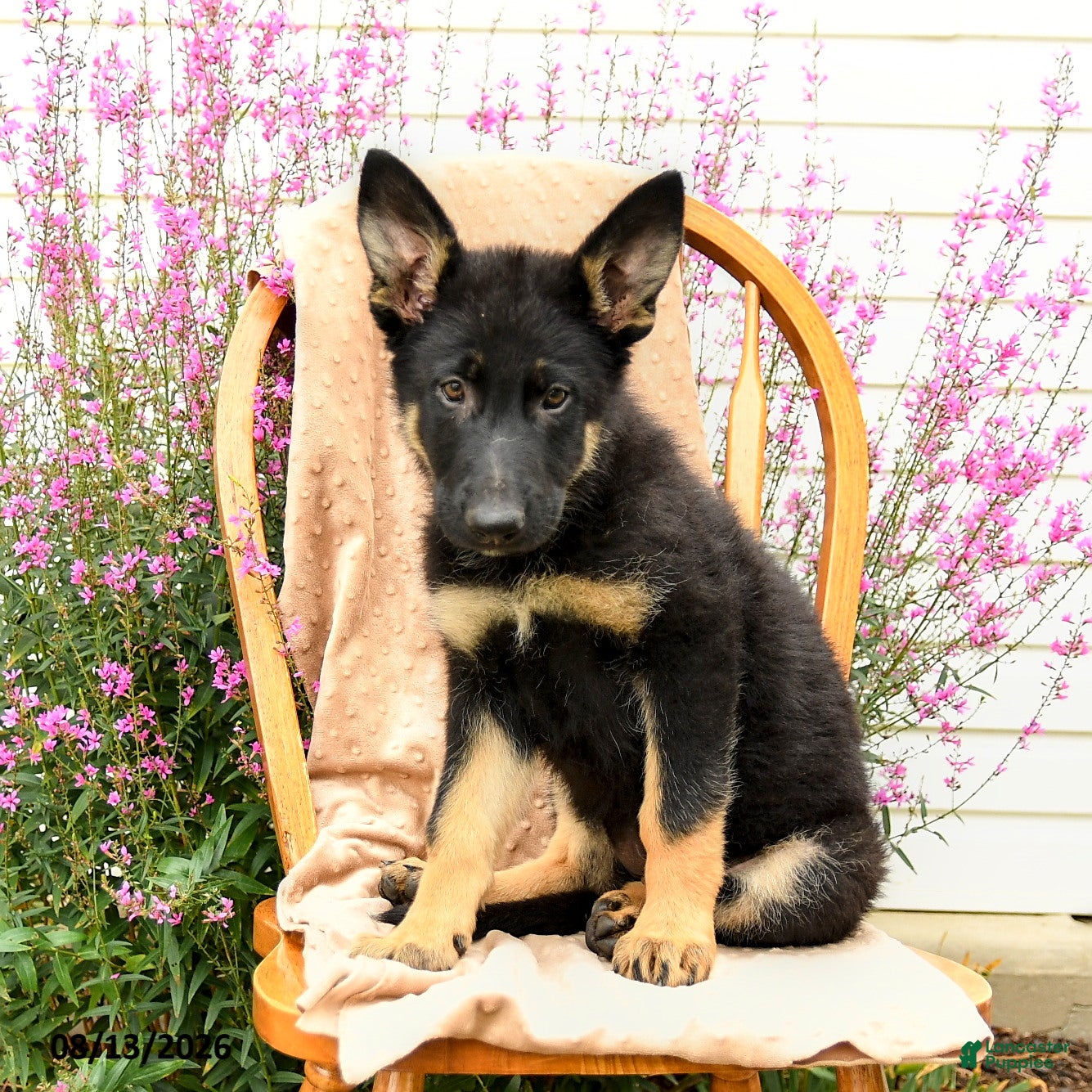 German Shepherd dogs Truffle  - Ad 2