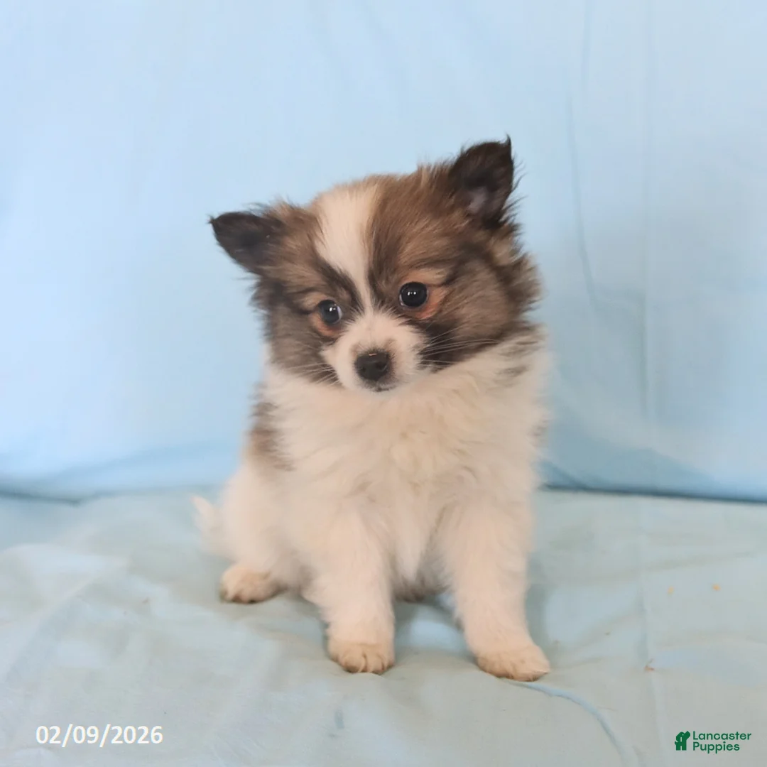 Pomeranian dogs for sale: Lucy - Ad 5