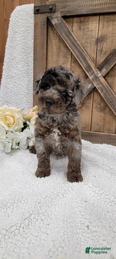 Gallery Image {{count}}