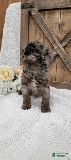 Gallery Image {{count}}