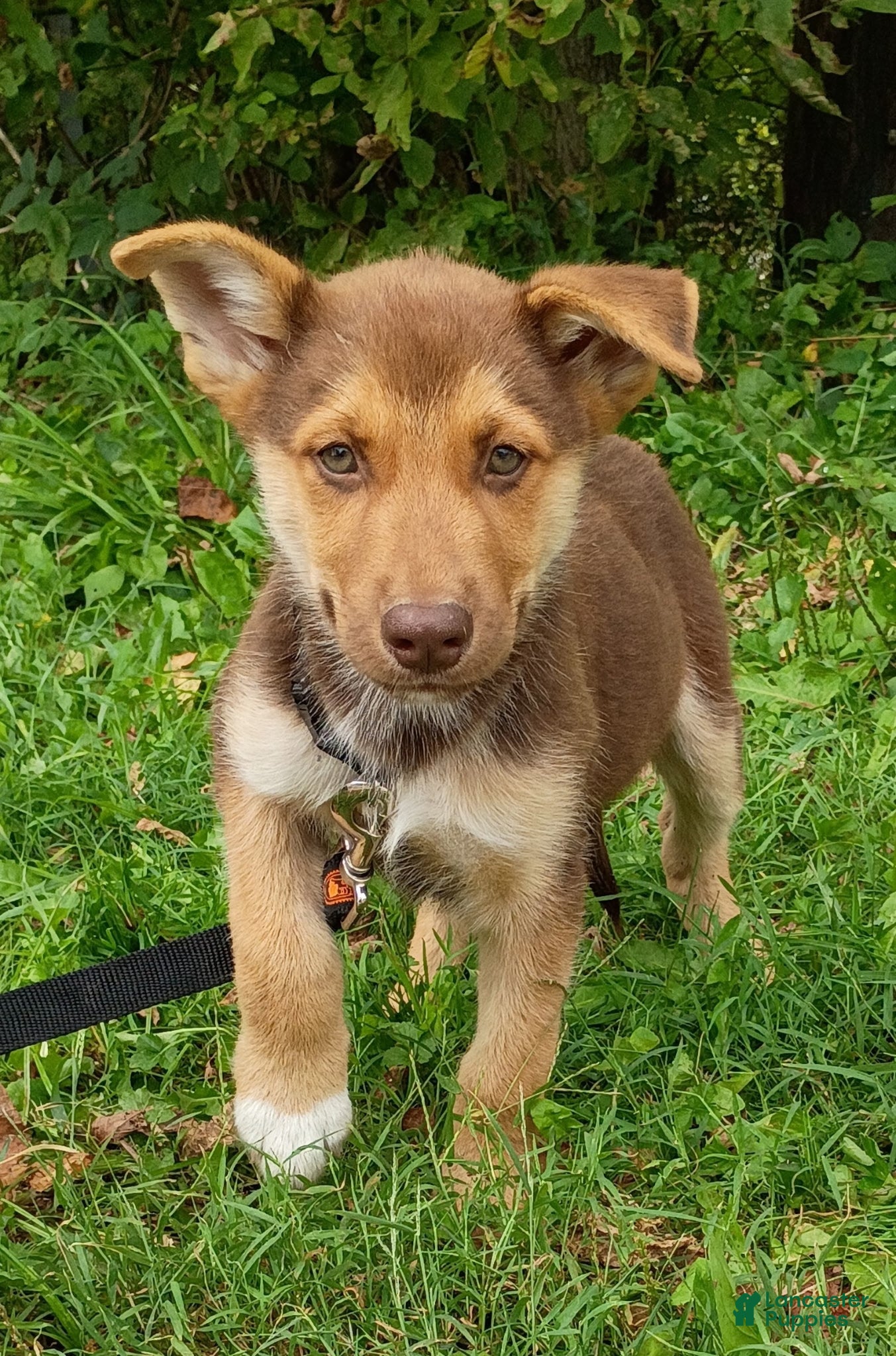Gerberian Shepsky dogs Gerberian Shepsky Coco - Ad 29