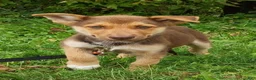 Gerberian Shepsky dogs for sale: Gerberian Shepsky Coco - Ad 1