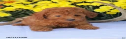 Miniature Poodle dogs for sale: Cathy - Ad 2