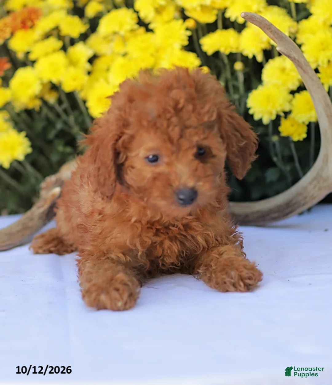 Miniature Poodle dogs for sale: Cathy - Ad 2