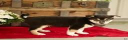 Shiba Inu dogs for sale: Chandler - Ad 2