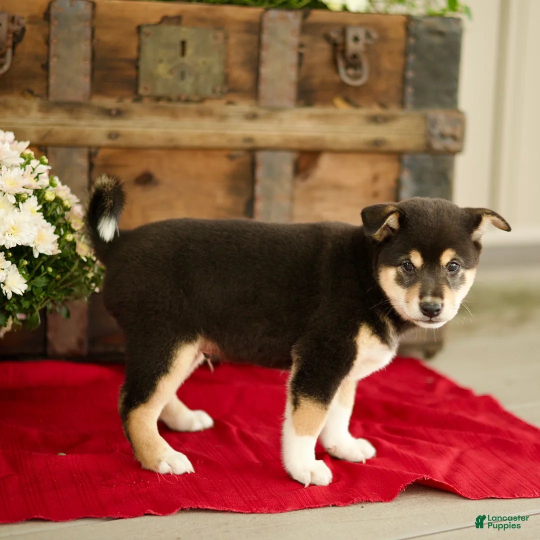 Shiba Inu dogs for sale: Chandler - Ad 2