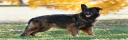 German Shepherd dogs for sale: Princess  - Ad 3
