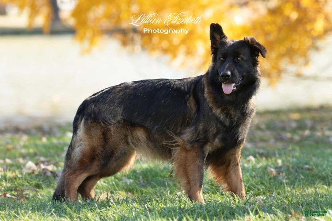 German Shepherd dogs for sale: Princess  - Ad 3