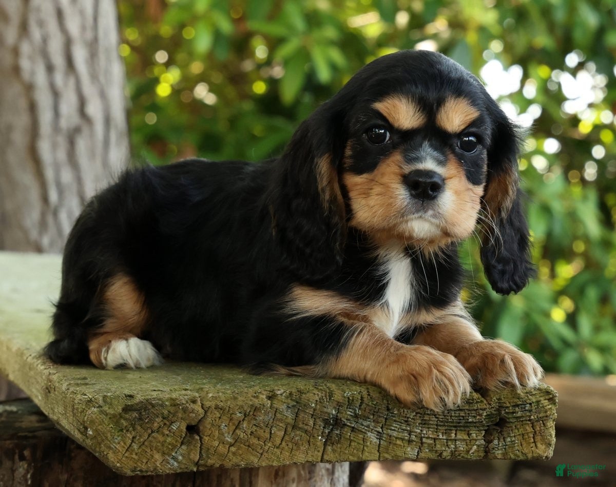 Cavalier King Charles Spaniel dogs for sale: Corey - Ad 5