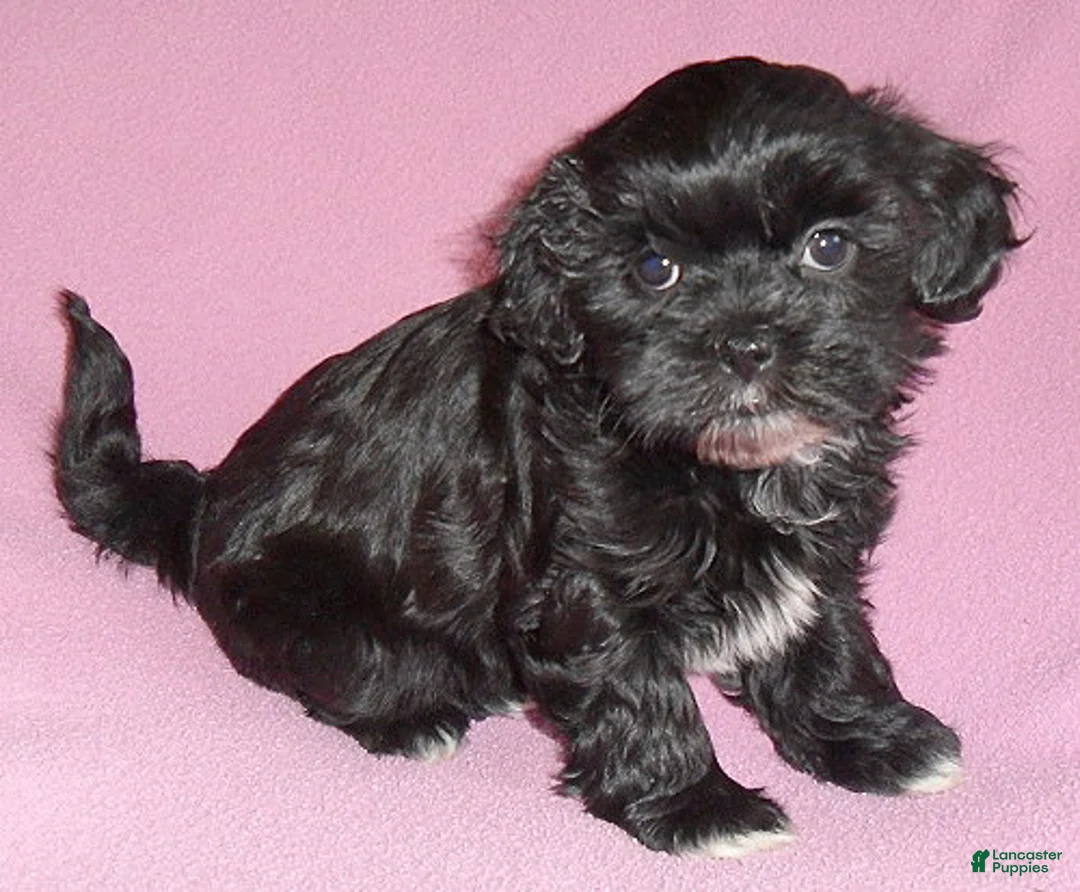 Shihpoo dogs for sale: Molly - Ad 1