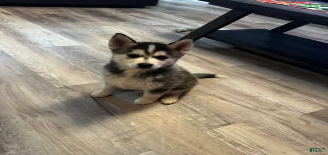 Gallery Image {{count}}