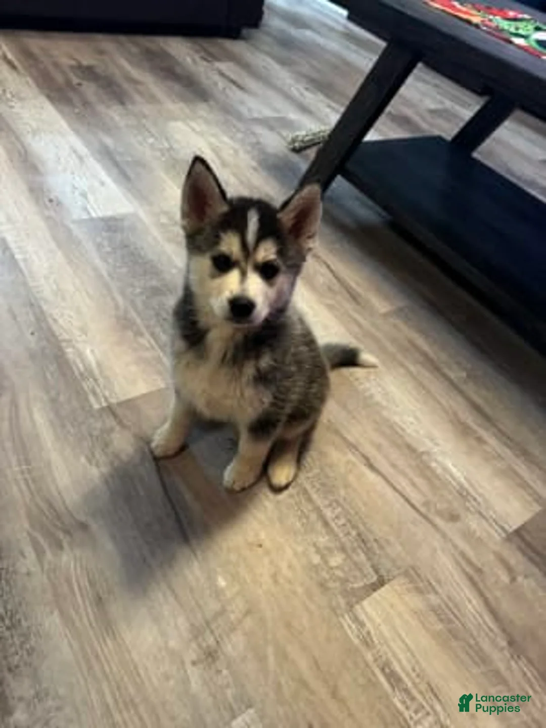 Gallery Image {{count}}