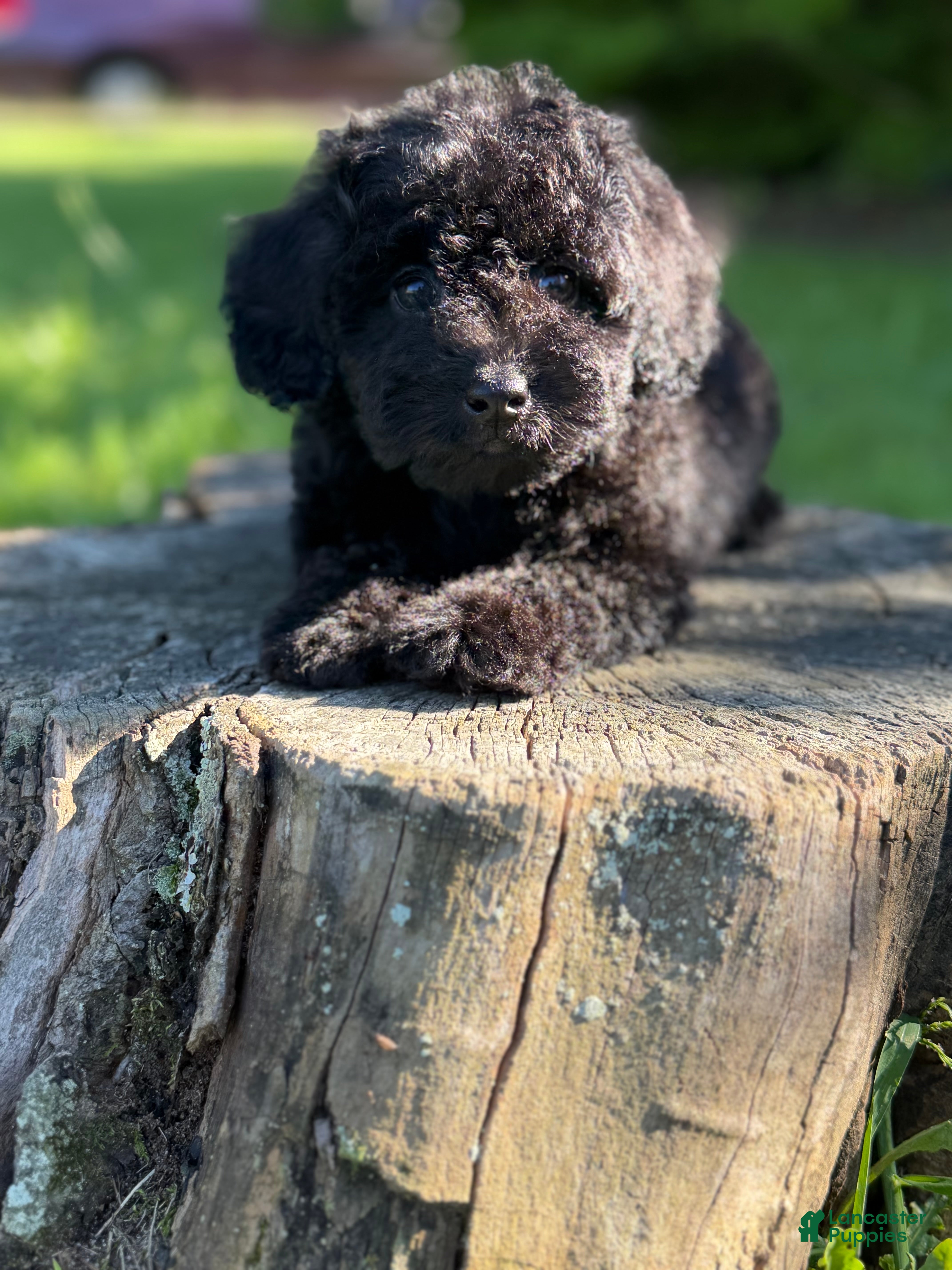 Cockapoo dogs Nora - Ad 2
