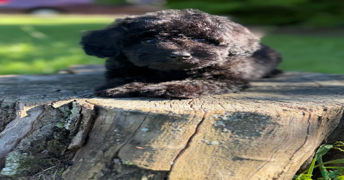 Cockapoo Puppies for sale in Newark, New Jersey | Lancaster Puppies