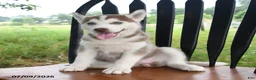Siberian Husky dogs for sale: Shasta - Ad 5