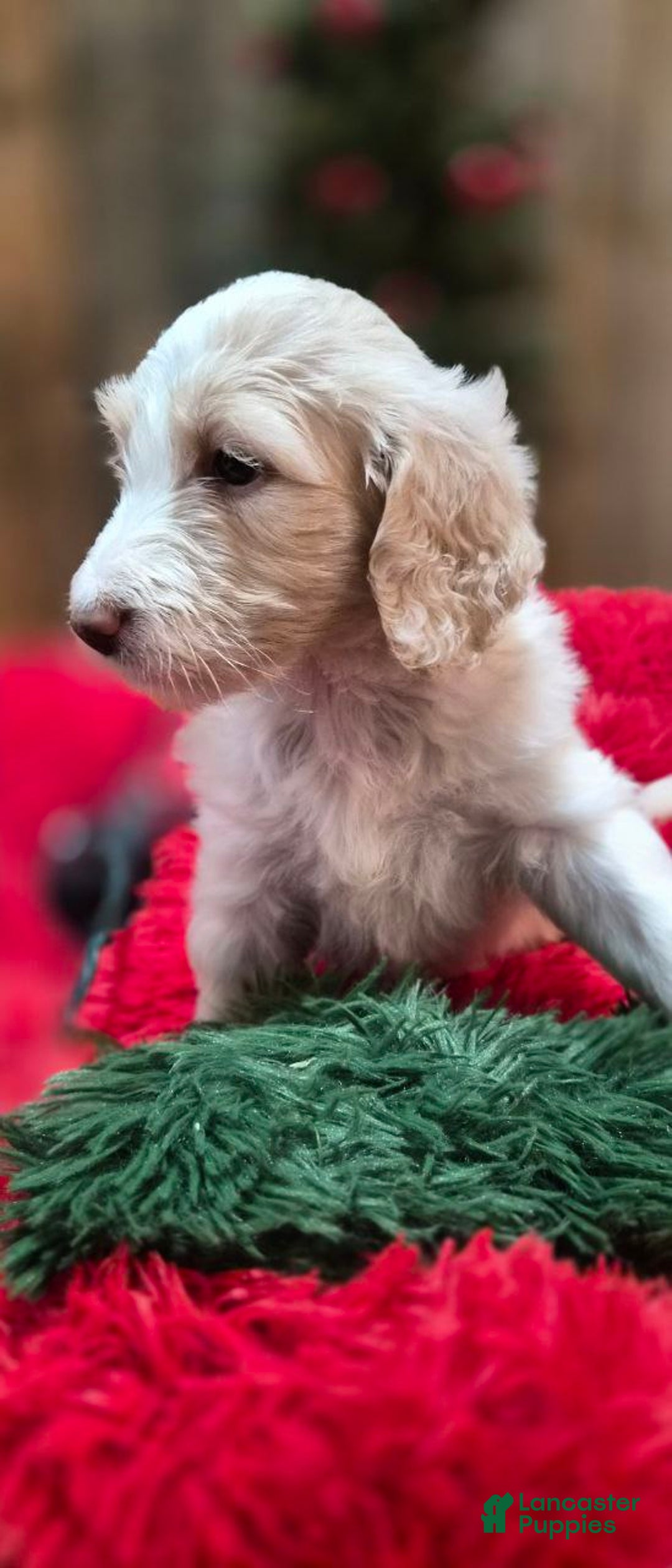 Goldendoodle dogs for sale: BELL - Ad 2