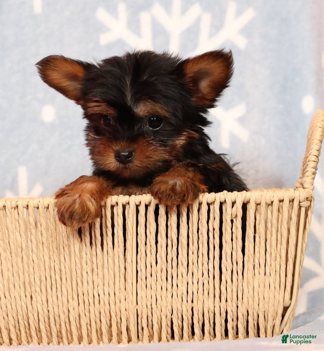 Yorkshire Terrier dogs for sale: Frisky - Ad 6