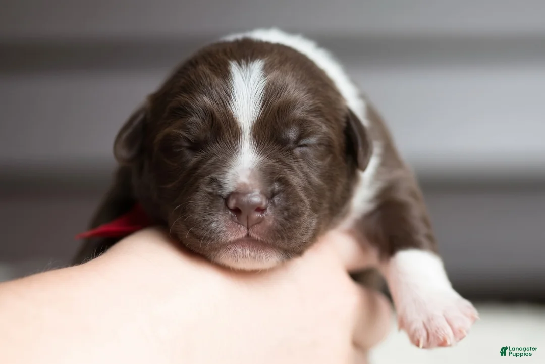 Cane Corso dogs for sale: Candy Coated Hershey: North American Mastiff  - Ad 1