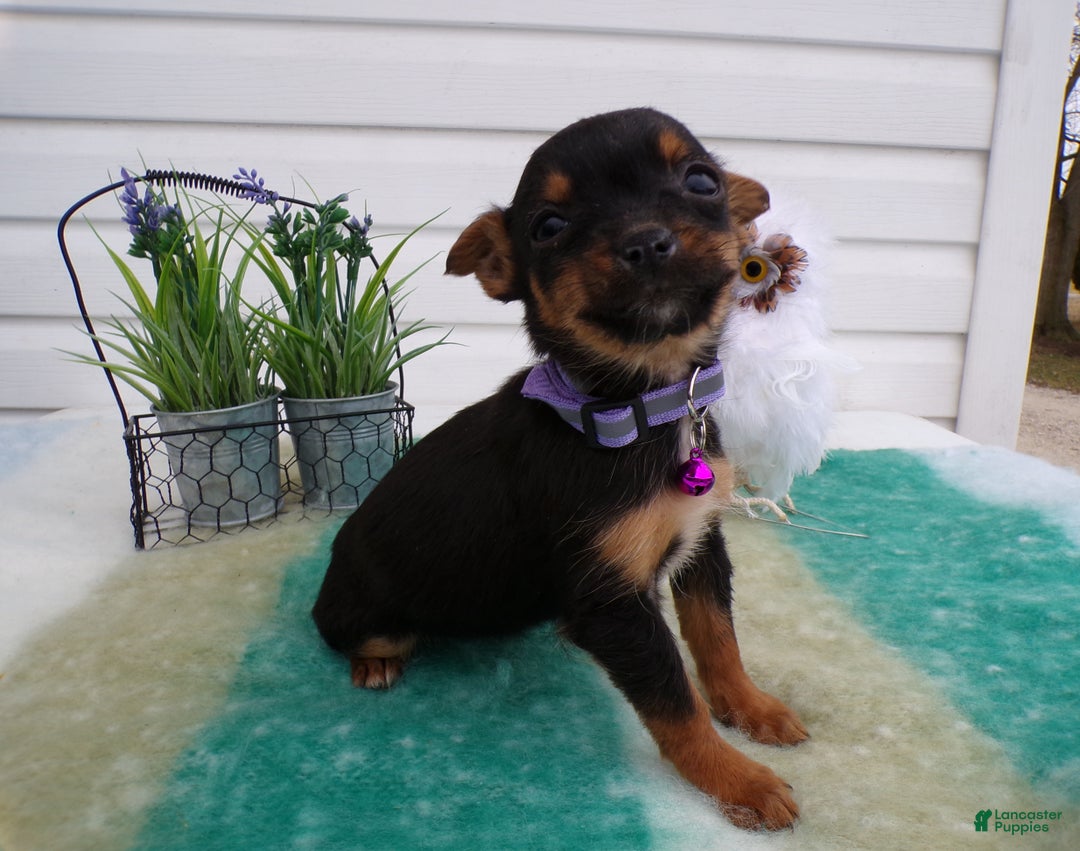 Mixed Breed dogs for sale: Mixed Breed Puppy 3 Trina - Ad 4
