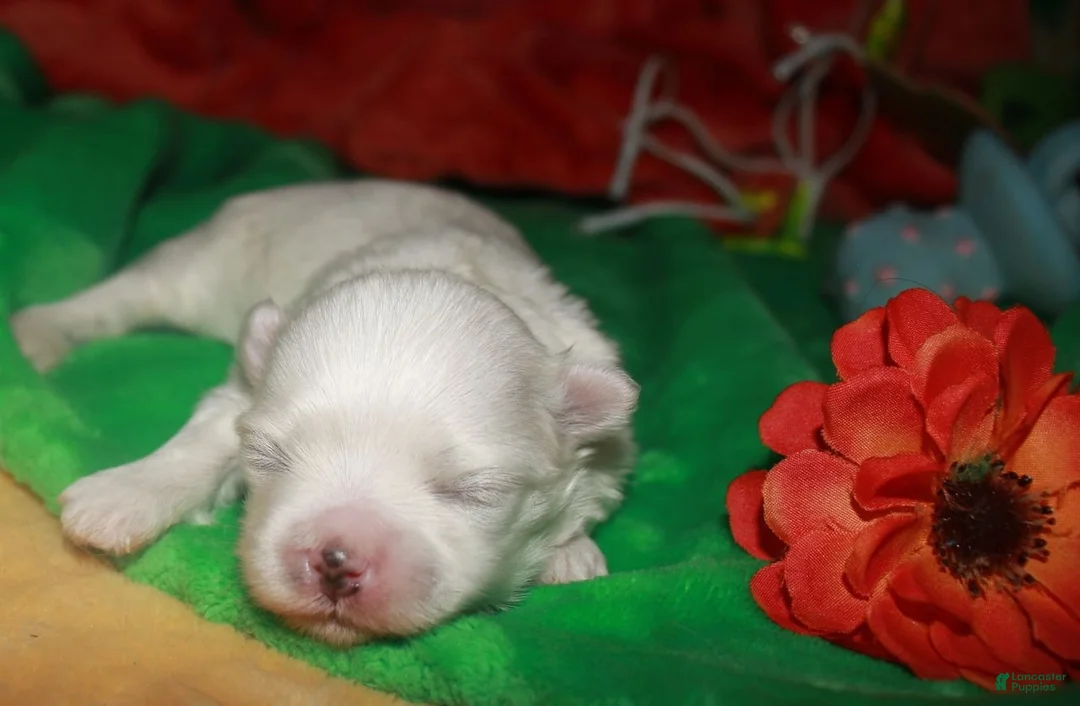 Maltese dogs for sale: Fannie - Ad 1