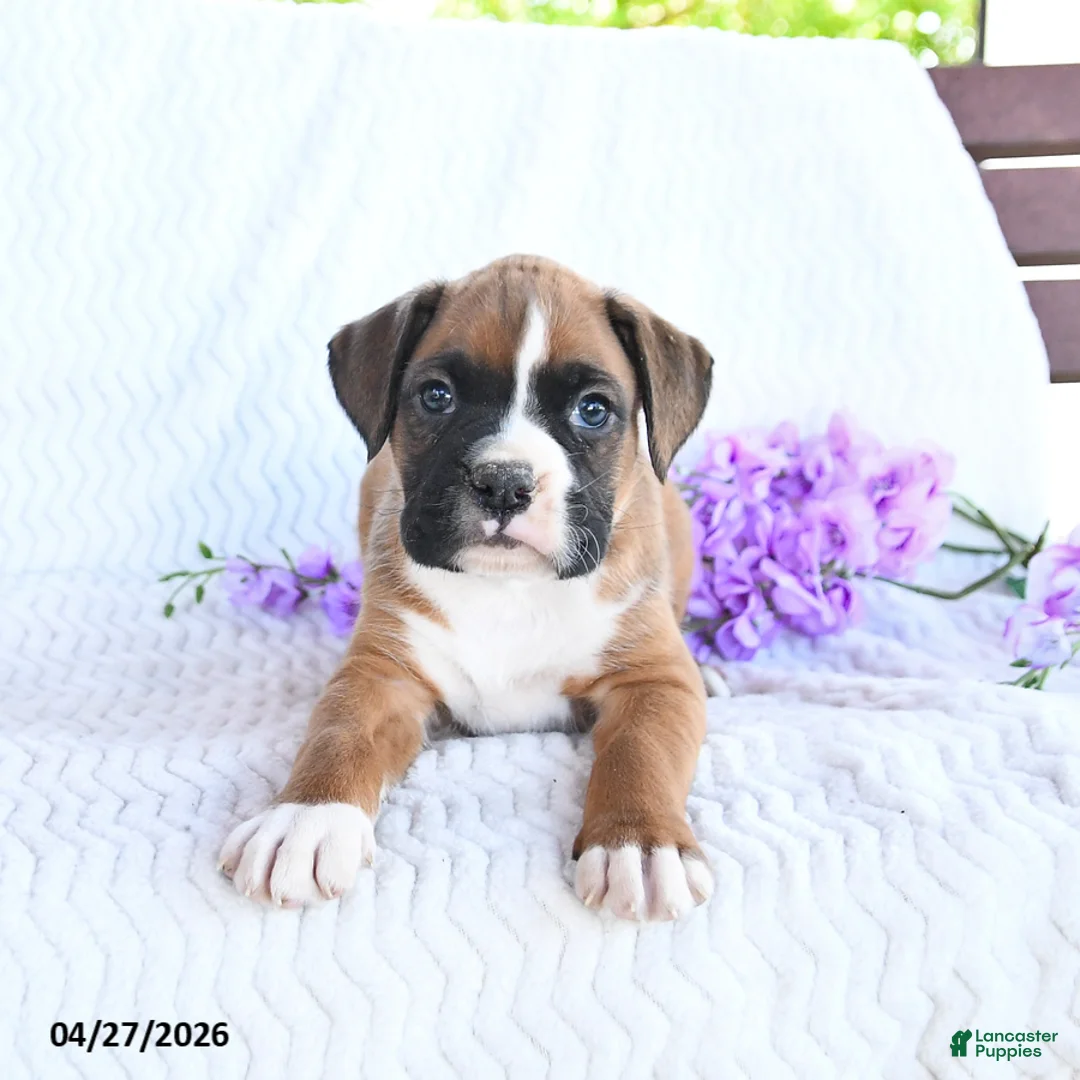 Boxer dogs for sale: Cowboy - Ad 2