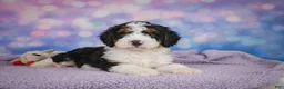 Mini Bernedoodle dogs for sale: Sparky - Ad 8