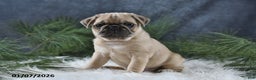 Pug dogs for sale: Brinley - Ad 2