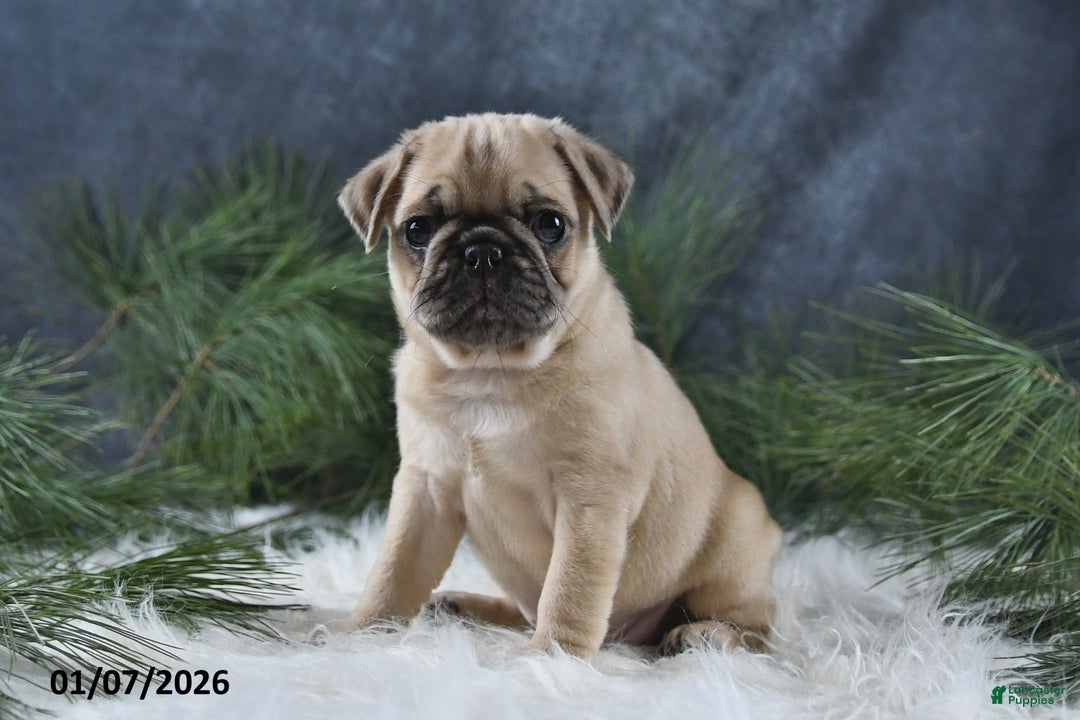 Pug dogs for sale: Brinley - Ad 2