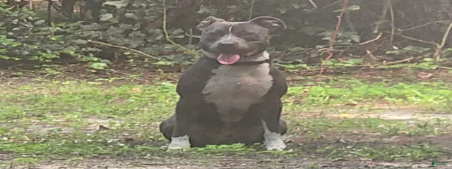 Gotti