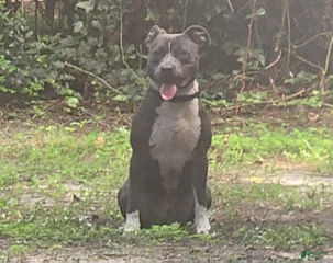 Gotti