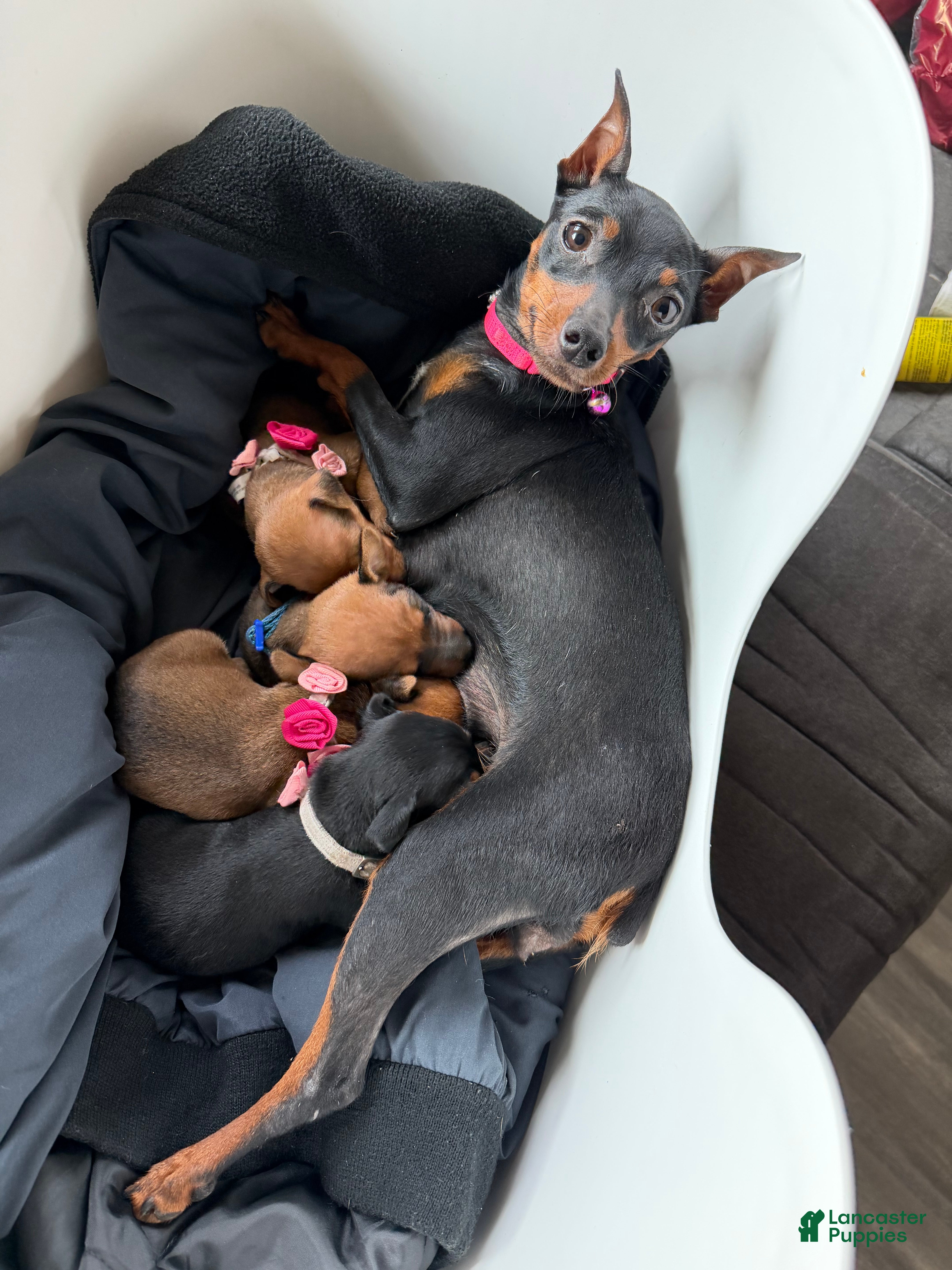 Miniature Pinscher dogs Miniature Pinscher 2 - Ad 1
