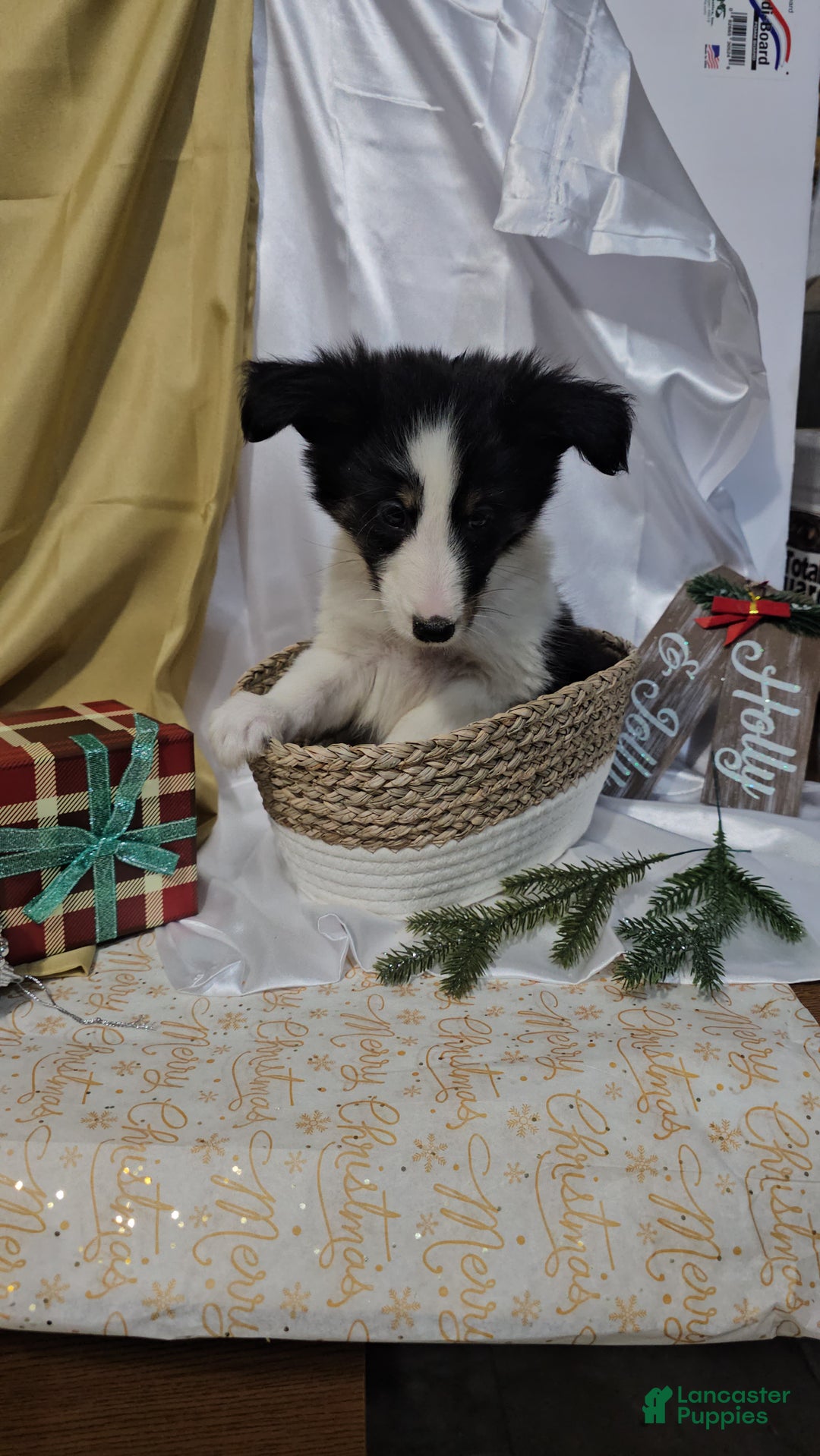 Shetland Sheepdog dogs for sale: Frosty - Ad 4
