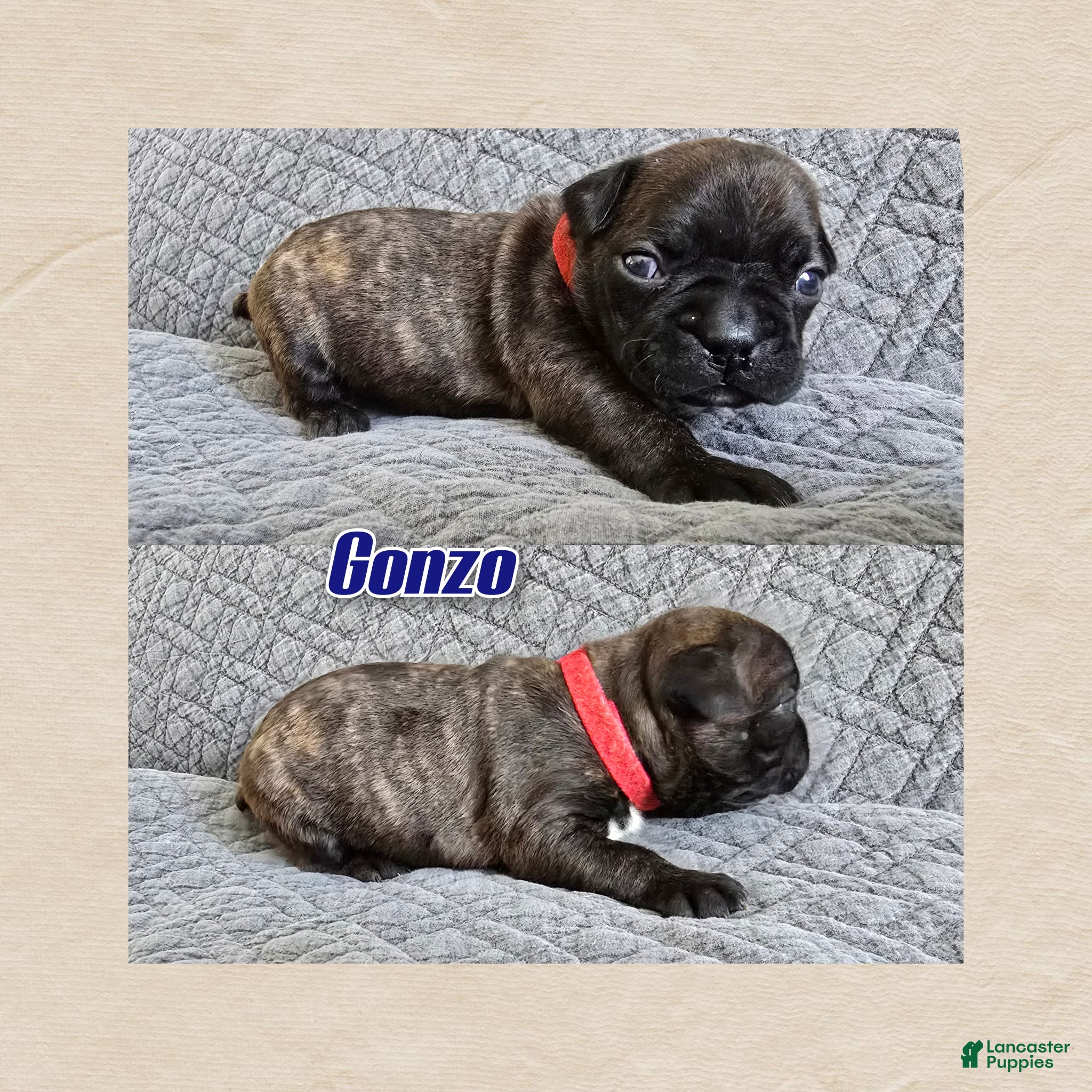 Frenchton dogs Gonzo - Ad 42
