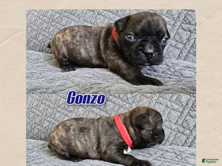 Frenchton dogs Gonzo - Ad 42