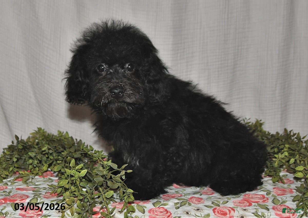 Havapoo dogs Midnight - Ad 2