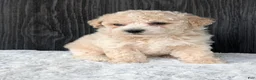 Bichpoo dogs for sale: Kody - Ad 7
