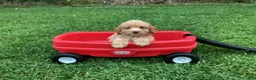 Mini Goldendoodle dogs for sale: River - Ad 3