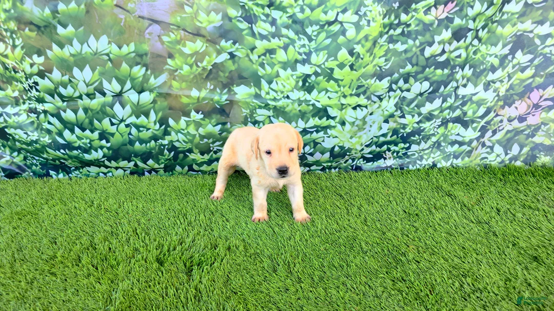 Labrador Retriever dogs for sale: Kira - Ad 1