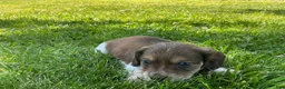 Miniature Dachshund dogs for sale: Cooper - Ad 2