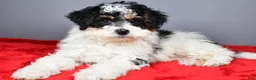 Mini Bernedoodle dogs for sale: Ginger - Ad 1