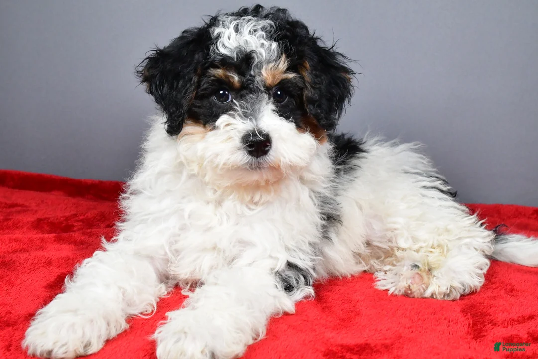 Mini Bernedoodle dogs for sale: Ginger - Ad 1