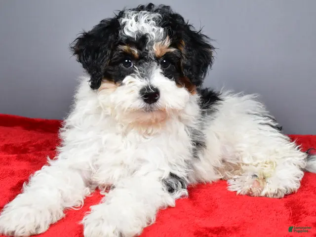 Mini Bernedoodle dogs for sale: Ginger - Ad 1